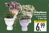 Grünpflanze im Angebot bei E center in Regensburg Grünpflanze Angebote bei E center Regensburg für 6,99 €