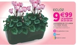 Jardinière de cyclamen "Victoria" ECLOZ - ECLOZ - Delbard Jardinière de cyclamen "Victoria" ECLOZ - ECLOZ à 9,99 € dans le catalogue Delbard