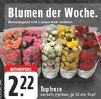 EDEKA Velbert - Topfrose Angebot im Prospekt Topfrose bei EDEKA im Velbert Prospekt für 2,22 €