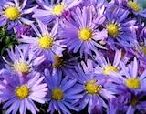 Winterharte Blumen bei Thomas Philipps im Erfurt Prospekt für 1,99 €