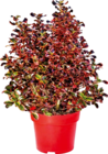 Coprosma Angebote bei OBI Mühlhausen für 2,99 €