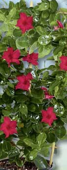 Dipladenia am Spalier bei BAUHAUS in Neunkirchen Dipladenia am Spalier im Angebot bei BAUHAUS Neunkirchen für 4,99 €