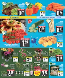 Zimmerpflanzen im EDEKA Prospekt Zimmerpflanzen im EDEKA Prospekt "DAS BESTE DER WOCHE" auf Seite 8