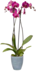 Zimmerpflanzen im OBI Prospekt SCHMETTERLINGS-ORCHIDEE im aktuellen OBI Prospekt für 4,99 €