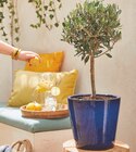 Pot “Azulejos” dans le catalogue Jardiland