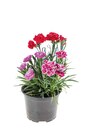 Dianthus Trio im Lidl Prospekt Dianthus Trio im aktuellen Lidl Prospekt für 2,99 €