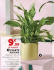 Plante Fleurie Calla en promo chez Super U Le Mans à 9,99 €