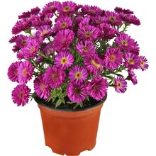OBI Glattblatt-Aster Topf-Ø ca. 11 cm Aster Angebot in Leuna im aktuellen Prospekt bei OBI in Leuna
