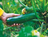 Courgette longue verte bio à Jardiland dans Jarnioux Courgette longue verte bio à Jardiland dans Jarnioux