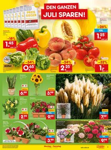 Zimmerpflanzen im Netto Marken-Discount Prospekt "Aktuelle Angebote" mit 45 Seiten (Wuppertal)