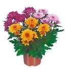 Chrysanthemen „Spezial-Mix“ als Mono oder Trio Angebot im Netto mit dem Scottie Prospekt Chrysanthemen „Spezial-Mix“ als Mono oder Trio im Netto mit dem Scottie Prospekt zum Preis von 1,69 €
