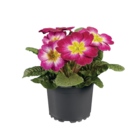 Aktuelles Primula acaulis Angebot bei Lidl in Krefeld ab 0,79 €