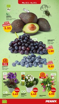 Blumen im Penny Prospekt "Wer günstig will, muss Penny." mit 46 Seiten (Augsburg)