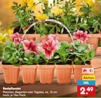 Beetpflanzen  im aktuellen Netto Marken-Discount Prospekt für 2,49 €