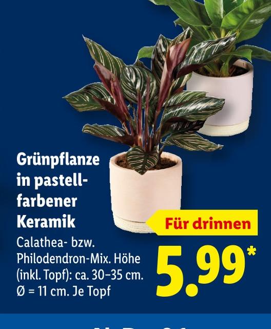 Grünpflanze in pastellfarbener Keramik