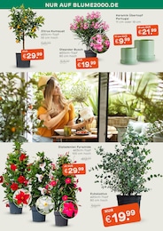 Sträucher Angebot im aktuellen Blume 2000 Prospekt auf Seite 2