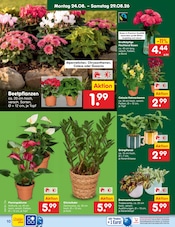 Ähnliche Tulpen Angebote im Prospekt "Aktuelle Angebote" von Netto Marken-Discount in Freital Ähnliche Angebote wie Tulpen im Prospekt "Aktuelle Angebote" auf Seite 14 von Netto Marken-Discount in Freital