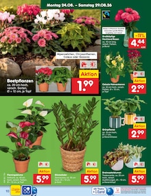 Blumen im aktuellen Netto Marken-Discount Prospekt (Dresden) Blumen im Netto Marken-Discount Prospekt "Aktuelle Angebote" mit 68 Seiten (Dresden)