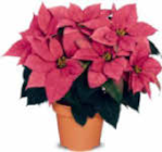 Herbststern Angebote bei Netto Marken-Discount Berlin für 2,99 €