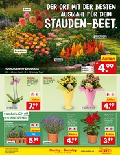Pflanzen im Netto Marken-Discount Prospekt in Straubing Aktueller Netto Marken-Discount Prospekt mit Pflanzen, "Aktuelle Angebote", Seite 21