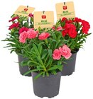 Gartennelke »Oscar« Angebot in Kolbermoor Gartennelke »Oscar« im aktuellen Prospekt bei REWE in Kolbermoor
