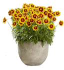 Sommerstauden im Hagebaumarkt Prospekt Sommerstauden von im aktuellen Hagebaumarkt Prospekt für 3,99 €