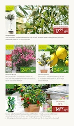 Bio Gemüse Angebot & Preis im aktuellen Pflanzen Kölle Prospekt Bio Gemüse Angebot im aktuellen Pflanzen Kölle Prospekt auf Seite 6