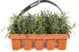 Lavendel im Angebot bei Netto Marken-Discount in Heidelberg Lavendel Angebote bei Netto Marken-Discount Heidelberg für 5,99 €