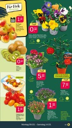 Zimmerpflanzen Angebot im aktuellen Netto mit dem Scottie Prospekt auf Seite 3