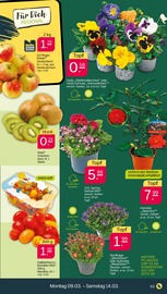 Stauden Angebote im Prospekt "Günstig. Besser. Für Dich." von Netto mit dem Scottie auf Seite 3