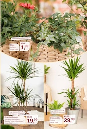 Palme im Garten-Center Nordharz GmbH & Co. KG Prospekt in Gifhorn Aktueller Garten-Center Nordharz GmbH & Co. KG Prospekt mit Palme, "SUMMER'S END", Seite 7