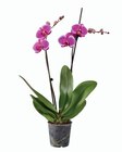 Orchidée 2 tiges en promo chez Lidl Asnières-sur-Seine à 7,99 €