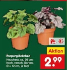 Purpurglöckchen im Angebot bei Netto Marken-Discount in St. Ingbert Purpurglöckchen Angebote bei Netto Marken-Discount St. Ingbert für 2,99 €