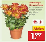 zweifarbige Chrysantheme im Netto Marken-Discount Prospekt zweifarbige Chrysantheme im aktuellen Netto Marken-Discount Prospekt für 1,99 €