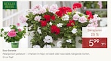 Duo-Geranie im Pflanzen Kölle Prospekt zum Preis von 5,99 €