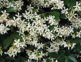 Jasmin étoilé à Delbard dans Tagnon Jasmin étoilé à Delbard dans Tagnon