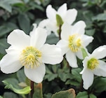 Christrosen Angebote bei Wreesmann Görlitz für 3,99 €