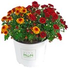 Aktuelle Blumen Angebote bei REWE in Jena Aktuelles Herbstanemone Angebot bei REWE in Jena ab 3,79 €
