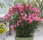 Oleander-Busch von Kölle im aktuellen Pflanzen Kölle Prospekt für 24,99 €