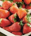 Intermarché Contact Labrit - Promo Fraise Ronde Promo Fraise Ronde à 2,99 € dans le catalogue Intermarché Contact à Labrit