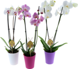 ORCHIDÉE 2 BRANCHES + CACHE POT PLASTIQUE - SANS MARQUE - Auchan Hypermarché à Pau ORCHIDÉE 2 BRANCHES + CACHE POT PLASTIQUE - SANS MARQUE en promo chez Auchan Hypermarché Pau à 13,99 €