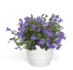 Glockenblume bei OBI im Vechta Prospekt für 4,49 €