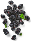 Portug. Brombeeren im Kaufland Prospekt Portug. Brombeeren von Driscoll's im aktuellen Kaufland Prospekt für 2,49 €