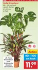 Große Grünpflanze im Angebot bei Netto Marken-Discount in Aschaffenburg Große Grünpflanze Angebote bei Netto Marken-Discount Aschaffenburg für 11,99 €