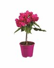Bougainvillea Stamm Angebot in Greiz Bougainvillea Stamm im aktuellen Prospekt bei Lidl in Greiz