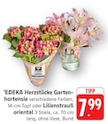 Gartenhortensie bei EDEKA im Löchgau Prospekt für 7,99 €