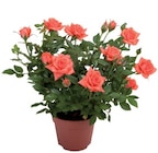 Rosier en pot - Lidl à Troyes Rosier en pot en promo chez Lidl Troyes à 1,59 €