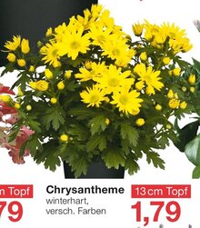 Chrysantheme bei Jawoll in Dortmund Chrysantheme im Angebot bei Jawoll Dortmund für 1,79 €