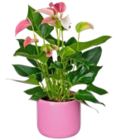 Flamingoblume Angebote bei Kaufland Karlsruhe für 12,99 €