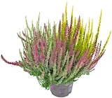 Aktuelles Calluna Garden Girls »Trio Girls« Angebot bei REWE in Hannover ab 2,99 €